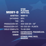 Auto Moby D XXL x 4 Semillas