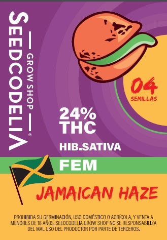 Jamaican Haze x 4 Semillas Feminizadas