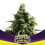 SLH Super Lemon Haze x 12 Semillas Feminizadas