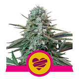 Wedding Crasher USA Premium x 3 Semillas Feminizadas