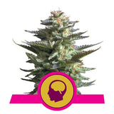 Amnesia Haze x 3 Semillas Feminizadas