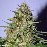 Auto Xtreme x 3 Semillas