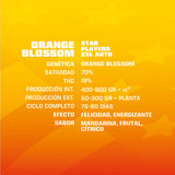 Auto Orange Blossom XXL x 4 Semillas
