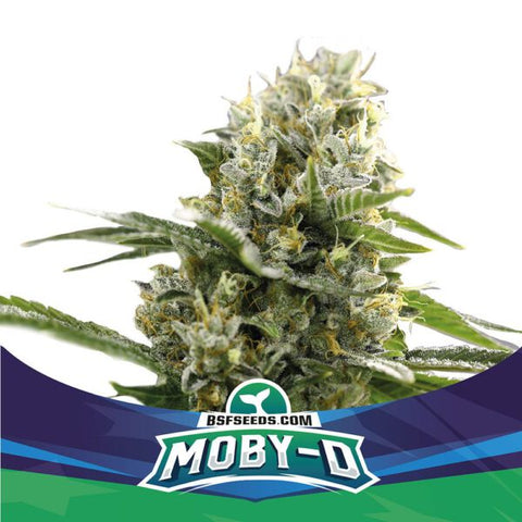 AUTO MOBY-D XXL X 4 Semillas